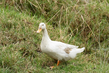 Anas Platyrhynchos domesticus, domestic white duck wlaking on grass