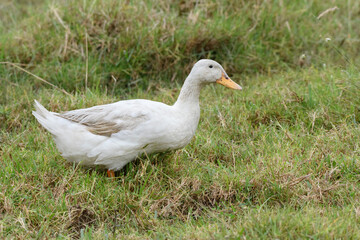 Naklejka na ściany i meble Anas Platyrhynchos domesticus, domestic white duck wlaking on grass