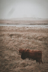 Highland cow on a misty afternoon in Scotland