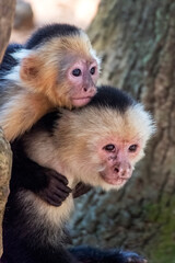 Mother and baby capuchin monkeys