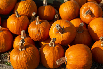field of pumpkins 0004