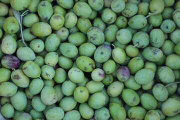 freshly harvested green olives. They are now sorted to be either pickled or further processed into olive oil. 