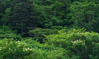 coastal forest of dwarf trees on the slope of the volcano on the island of Kunashir in cloudy weather