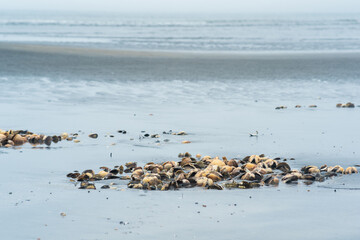 pile of empty shells of surf clams on the seashore left from fishing