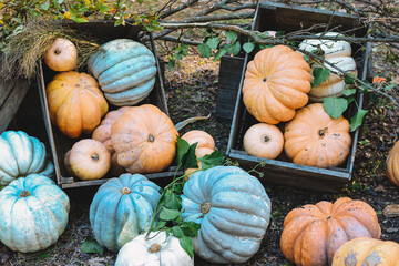 Halloween party. Halloween pumpkin. Halloween is held in autumn. autumn season and vegetables