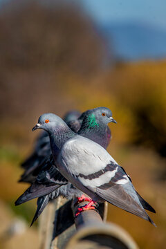 aves
