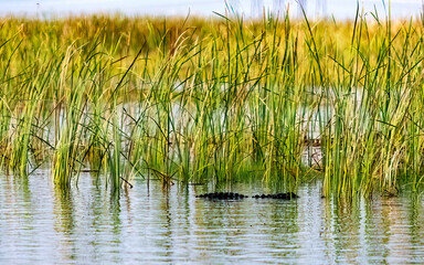 Alligator hiding in the sawgrass