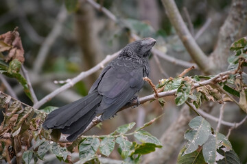 Crotophaga Ani, Smooth billed Ani perched