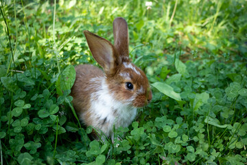 A red rabbit is sitting on a green clover lawn. The concept of Easter, New Year, animal husbandry