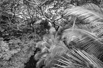 Palm Trees and Foliage in a Hawaiian Rainforest.