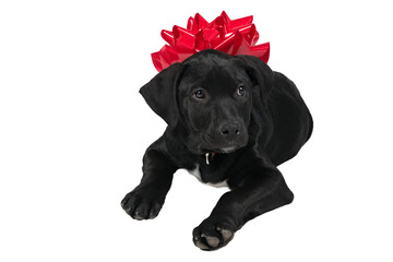 Isolated adorable black lab puppy dog with a red bow