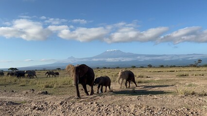 Fototapeta na wymiar Mount killamonjaro and herd of elephants 
