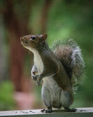 Squirrel easily defeating Squirrel-Proof Bird Feeder