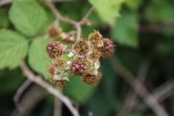 Nahaufnahme der Brombeerblüte. Tageslichtfoto. Weiße Blüten. Grüne Blätter. Üppiges Laub. Insekten bei der Bestäubung. Sommerszene. Natürlichen Umgebung. Staubblatt und Stempel. Bienenfotografie. 