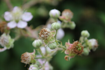 Nahaufnahme der Brombeerblüte. Tageslichtfoto. Weiße Blüten. Grüne Blätter. Üppiges Laub. Insekten bei der Bestäubung. Sommerszene. Natürlichen Umgebung. Staubblatt und Stempel. Bienenfotografie. 