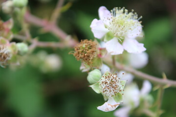 Nahaufnahme der Brombeerblüte. Tageslichtfoto. Weiße Blüten. Grüne Blätter. Üppiges Laub. Insekten bei der Bestäubung. Sommerszene. Natürlichen Umgebung. Staubblatt und Stempel. Bienenfotografie. 