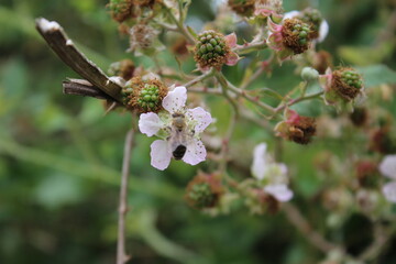 Nahaufnahme der Brombeerblüte. Tageslichtfoto. Weiße Blüten. Grüne Blätter. Üppiges Laub. Insekten bei der Bestäubung. Sommerszene. Natürlichen Umgebung. Staubblatt und Stempel. Bienenfotografie. 