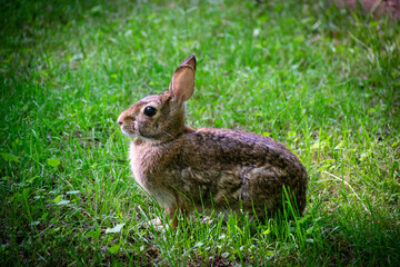 Yard Bunny in Green Grass