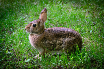 Yard Bunny in Green Grass