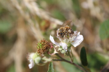 Nahaufnahme der Brombeerblüte. Tageslichtfoto. Weiße Blüten. Grüne Blätter. Üppiges Laub. Insekten bei der Bestäubung. Sommerszene. Natürlichen Umgebung. Staubblatt und Stempel. Bienenfotografie. 