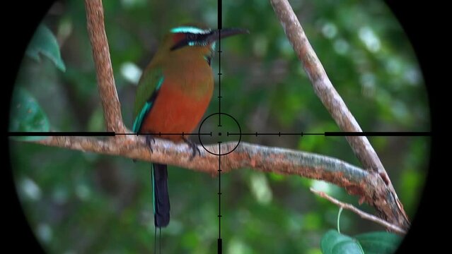 Tropical Bird in Gun Rifle Scope. Wildlife Hunting. Poaching Endangered, Vulnerable, and Threatened Animals