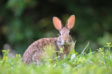 Grey small hare eating grass on summer field. Wild rabbit in nature
