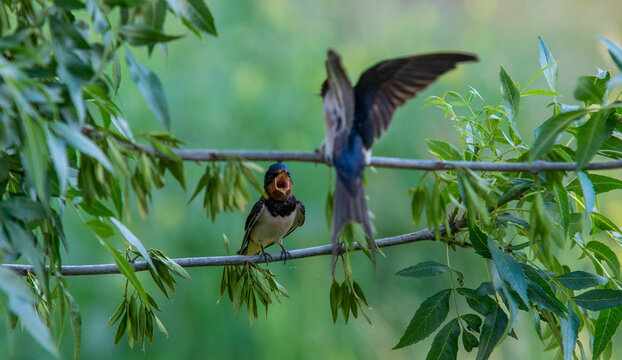 aves