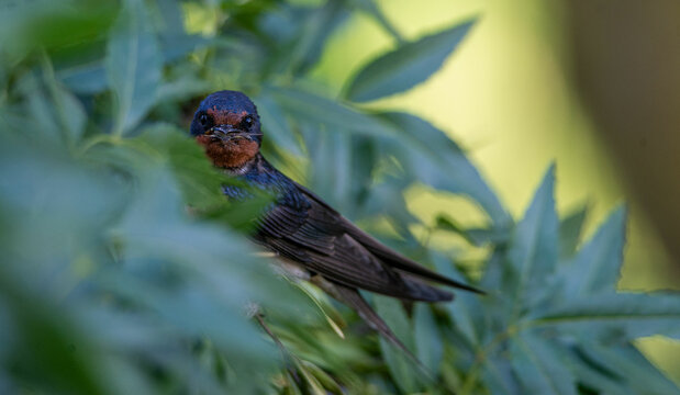 golondrina en su habitat