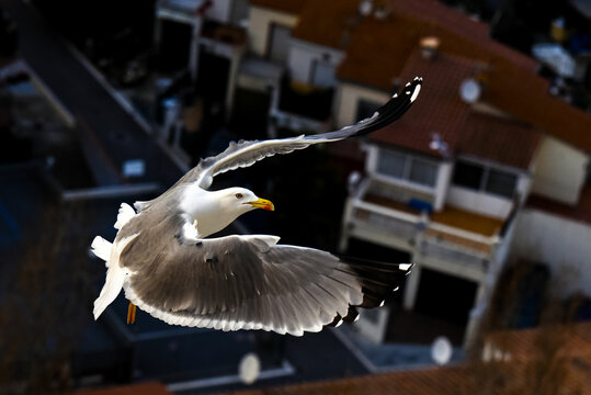 aves
