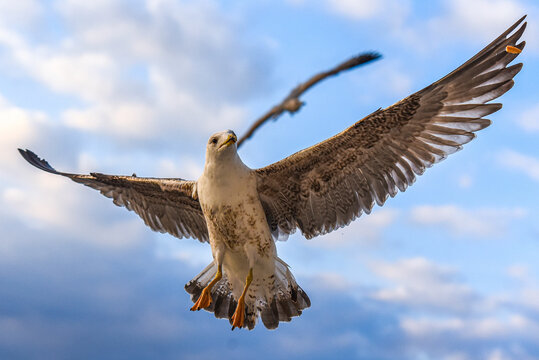 aves