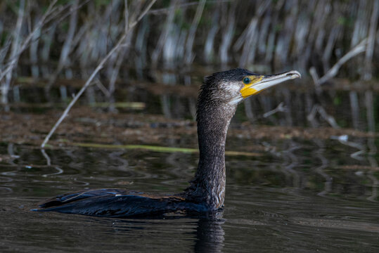 aves