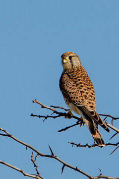 aves