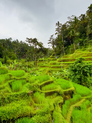 Rice terraces in Bali