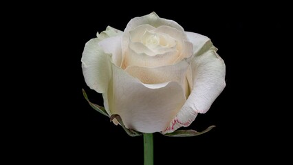 4K Time Lapse of white rose changes its color to red and dies. Experiment with flower, time-lapse. Timelapse of blooming and dying white flower isolated on black background.