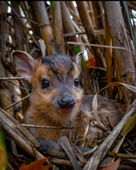 bambi, animales varios, bebe, cachorros , inocencia animal
