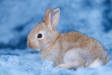 Cute little rabbit on green grass with natural bokeh as background during spring. Young adorable bunny playing in blue fur carpet as in the sky concept. Lovely baby pet.