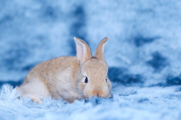 Cute little rabbit on green grass with natural bokeh as background during spring. Young adorable bunny playing in blue fur carpet as in the sky concept. Lovely baby pet.