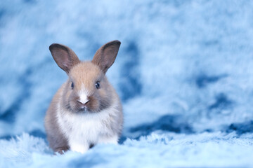 Cute little rabbit on green grass with natural bokeh as background during spring. Young adorable bunny playing in blue fur carpet as in the sky concept. Lovely baby pet.