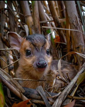 bambi, animales varios, bebe, cachorros , inocencia animal
