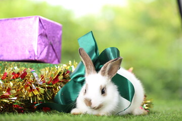 Cute little rabbit on green grass with natural bokeh as background during spring. Young adorable...