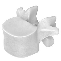 3d rendering illustration of a lumbar vertebra