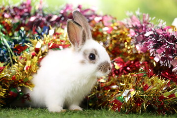 Cute little rabbit on green grass with natural bokeh as background during spring. Young adorable bunny playing in garden. Lovrely pet at park with Christmas theme.