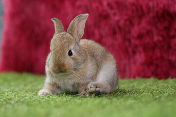 Cute little rabbit on green grass with natural bokeh as background during spring. Young adorable bunny playing on grass with red fur background for celebrating Christmas season.