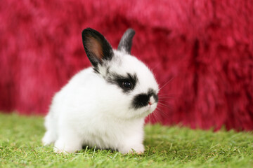 Obraz premium Cute little rabbit on green grass with natural bokeh as background during spring. Young adorable bunny playing on grass with red fur background for celebrating Christmas season.