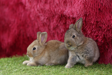 Cute little rabbit on green grass with natural bokeh as background during spring. Young adorable bunny playing on grass with red fur background for celebrating Christmas season.