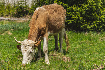 Hereford calf grazing on farmland next to a river and forest