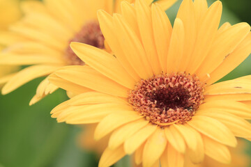 field of daisy flowers, the Flowers Blooming at nature 17 March 2012