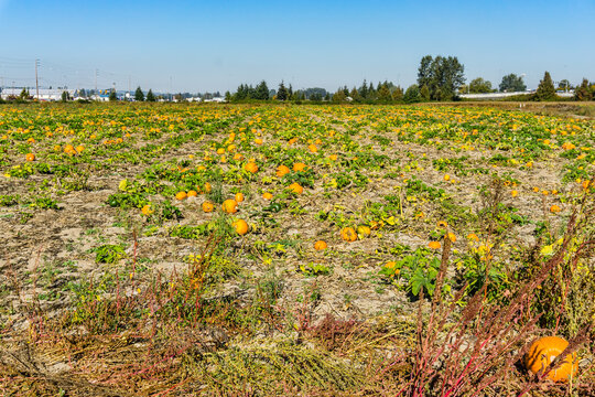 Kent Pumpkin Field 6