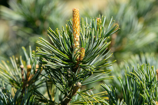 Close Up Of A Pinus Parviflora