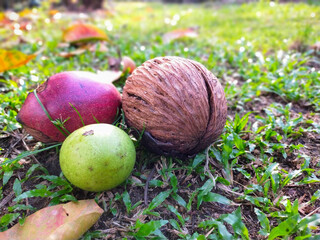 Colorful pong pong fruits on green grass